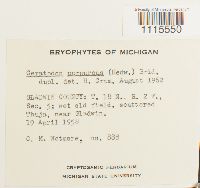 Ceratodon purpureus image