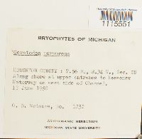 Ceratodon purpureus image