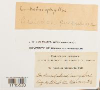 Ceratodon purpureus image