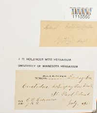 Ceratodon purpureus image