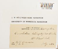 Ceratodon purpureus image