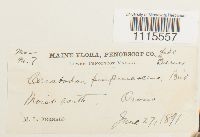 Ceratodon purpureus image