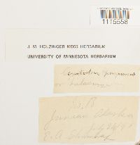 Ceratodon purpureus image