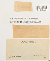 Ceratodon purpureus image