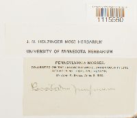 Ceratodon purpureus image