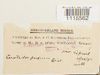 Ceratodon purpureus image