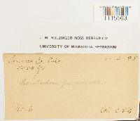 Ceratodon purpureus image