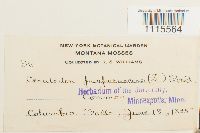 Ceratodon purpureus image