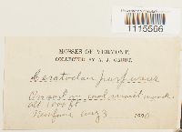 Ceratodon purpureus image