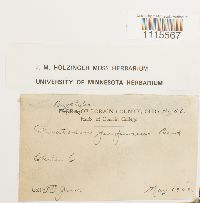 Ceratodon purpureus image