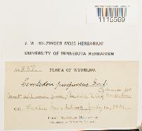 Ceratodon purpureus image