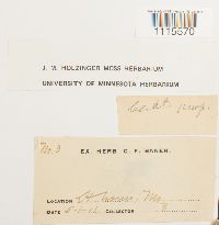 Ceratodon purpureus image