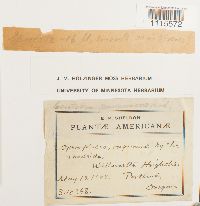 Ceratodon purpureus image