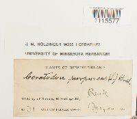 Ceratodon purpureus image