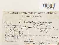 Ceratodon purpureus image