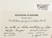 Ceratodon purpureus image