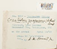 Ceratodon purpureus image