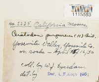 Ceratodon purpureus image