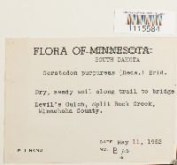 Ceratodon purpureus image