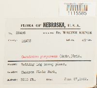 Ceratodon purpureus image