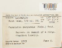 Ceratodon purpureus image