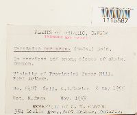 Ceratodon purpureus image