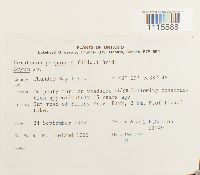 Ceratodon purpureus image