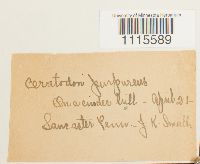 Ceratodon purpureus image