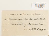 Ceratodon purpureus image