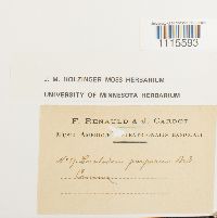 Ceratodon purpureus image