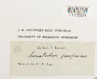 Ceratodon purpureus image