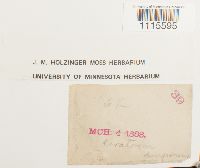 Ceratodon purpureus image