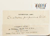 Ceratodon purpureus image