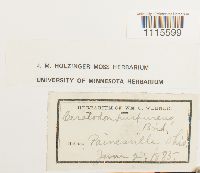 Ceratodon purpureus image