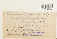 Ceratodon purpureus image