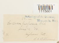 Ceratodon purpureus image