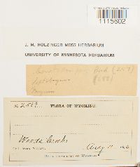 Ceratodon purpureus image