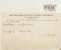 Ceratodon purpureus image