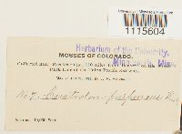 Ceratodon purpureus image