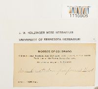 Ceratodon purpureus image