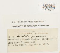 Ceratodon purpureus image