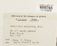 Ceratodon purpureus image