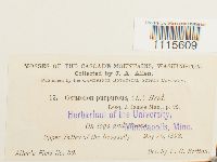 Ceratodon purpureus image