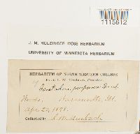 Ceratodon purpureus image