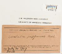 Ceratodon purpureus image