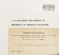 Ceratodon purpureus image