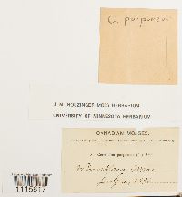 Ceratodon purpureus image