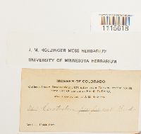 Ceratodon purpureus image