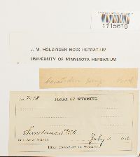 Ceratodon purpureus image