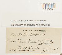 Ceratodon purpureus image